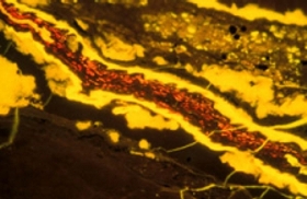 Red chlorophyllinite in former leaf (cutinite-yellow) - Mequinenza Coal, NE Spain; blue light excitation. Width of image approx. 200 mm.